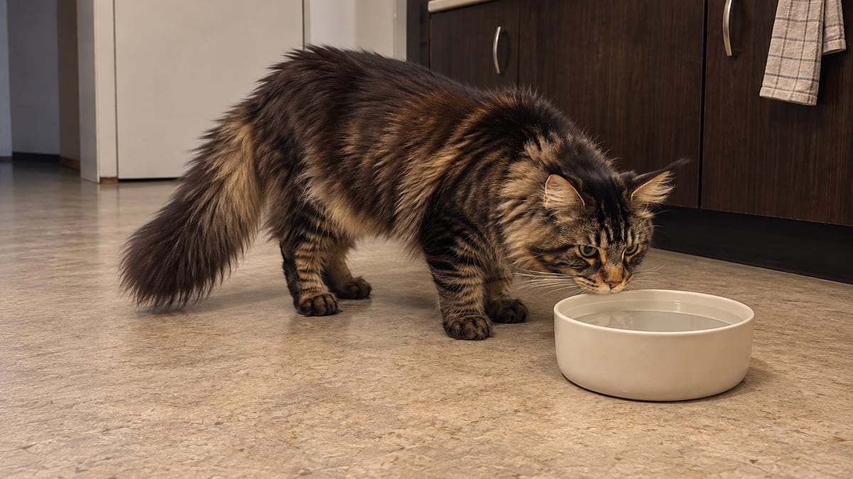 Un maine coon atigrado marrón olfatea un bebedero lleno en el suelo de la cocina, sin beber.