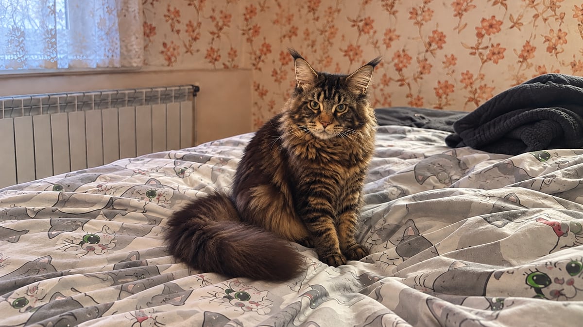An adult brown tabby Maine Coon sits on a bed at home and looks straight at the camera.