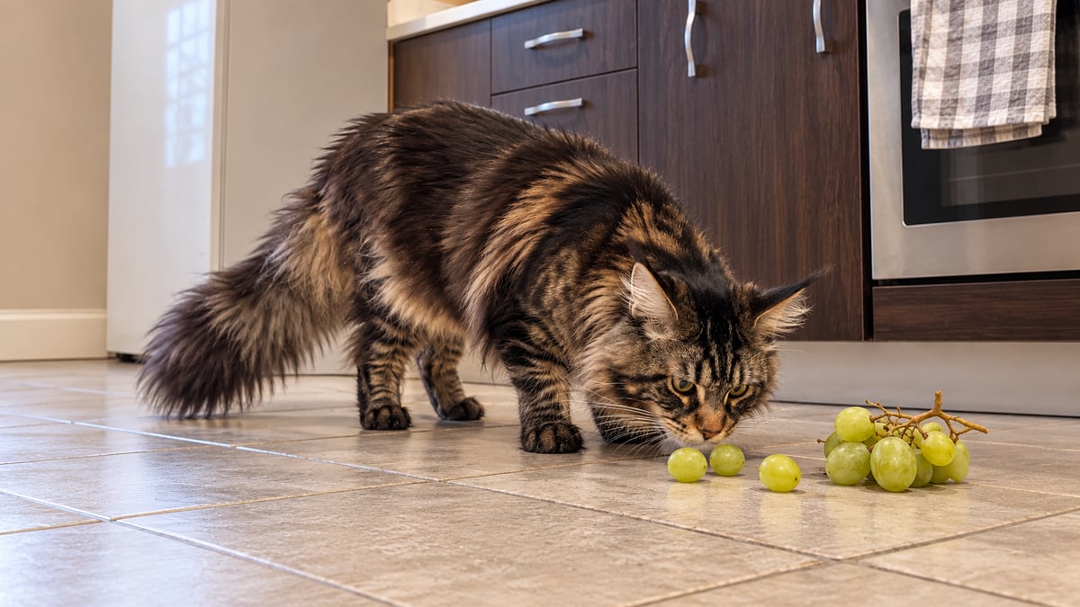 Un maine coon atigrado marrón olfatea unas uvas que se han caído del racimo al suelo de la cocina.